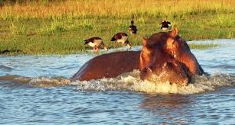 4 Jours 3 Nuits Tarangire ,Serengeti et; Ngorongoro Lodge Safari - Migration Venture Africa  8