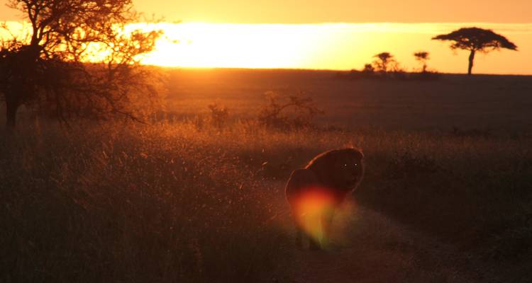 Safari Mikumi et Ruaha Wildlife Lodge - 5 jours/4 nuits - Migration Venture Africa  6