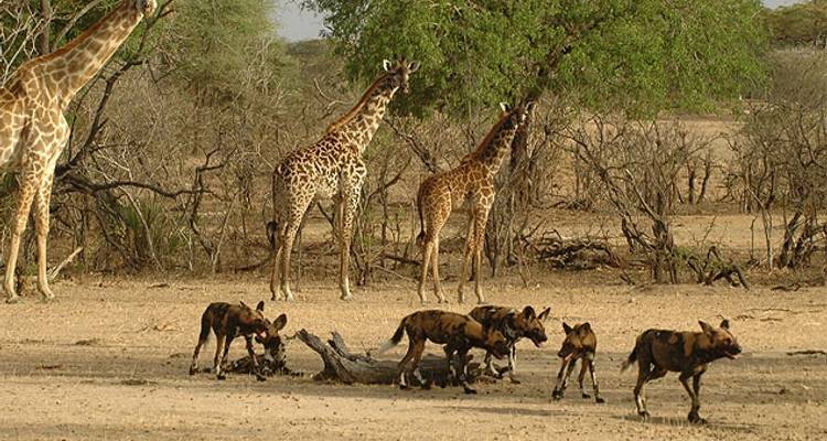 Safari Mikumi et Ruaha Wildlife Lodge - 5 jours/4 nuits - Migration Venture Africa  2