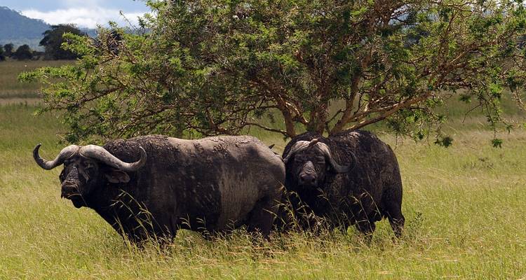 Safari Mikumi et Ruaha Wildlife Lodge - 5 jours/4 nuits - Migration Venture Africa  9