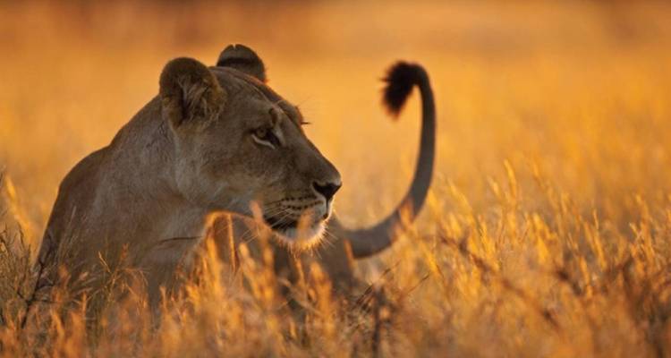 3 Jours 2 Nuits Parc National Nyerere Lodge Safari - Migration Venture Africa  8