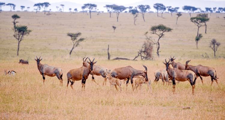 3 Jours 2 Nuits Parc National Nyerere Lodge Safari - Migration Venture Africa  7