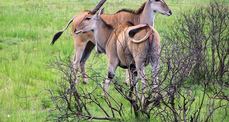 3 Jours 2 Nuits Parc National Nyerere Lodge Safari - Migration Venture Africa  9