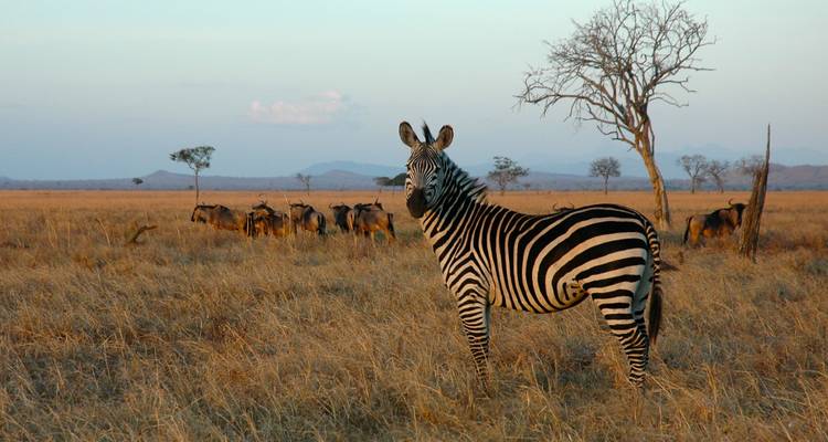 Safari de 3 jours et 2 nuits au Mikumi Wildlife Lodge - Migration Venture Africa  4