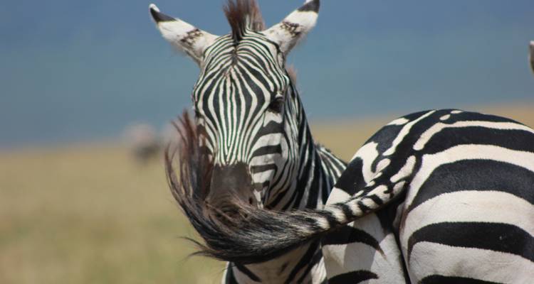 Safari de 3 jours et 2 nuits au Mikumi Wildlife Lodge - Migration Venture Africa  10