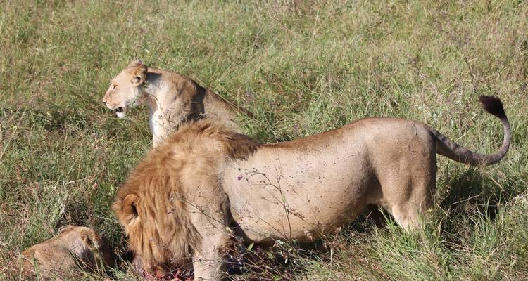 Safari de 3 jours et 2 nuits au Mikumi Wildlife Lodge - Migration Venture Africa  9