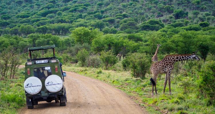 Un jeep de safari en un camino de tierra con una jirafa al lado bajo un frondoso dosel verde.