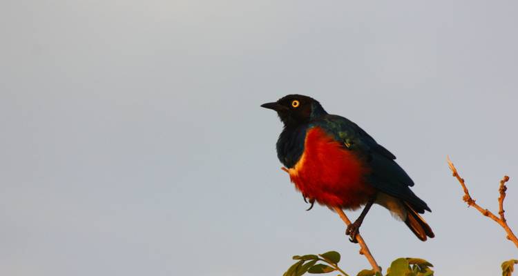 Bunter Vogel auf einem Zweig sitzend.