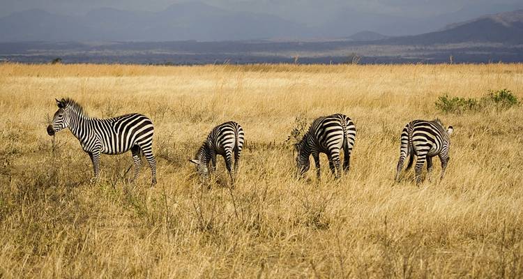 Safari de 3 jours et 2 nuits au Mikumi Wildlife Lodge - Migration Venture Africa  7