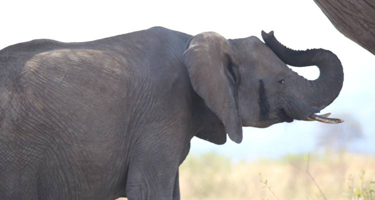 Safari de 3 jours et 2 nuits au Mikumi Wildlife Lodge - Migration Venture Africa  8