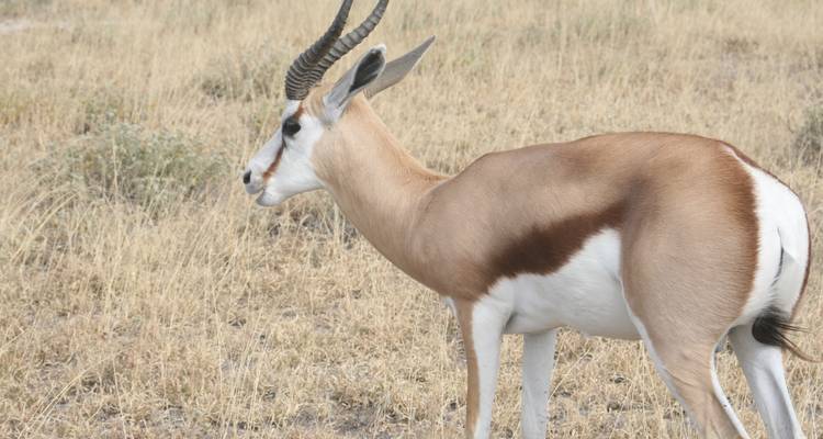Zijprofiel van een eenzame springbok die in een droge graslandvlakte staat.