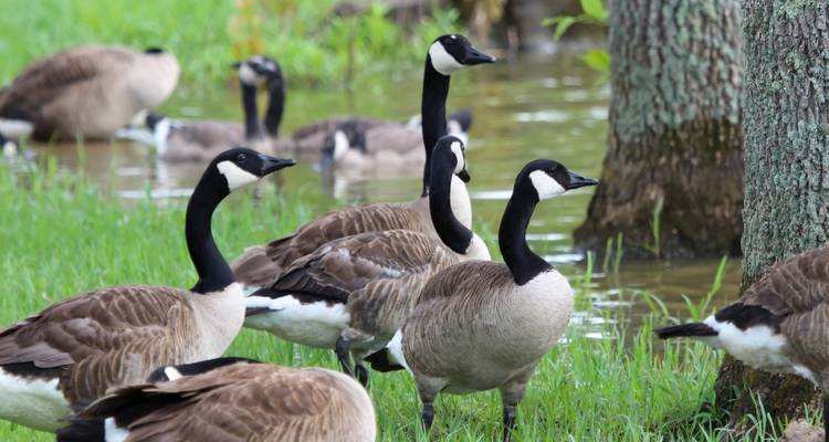 Groupe d'oies près d'un étang.