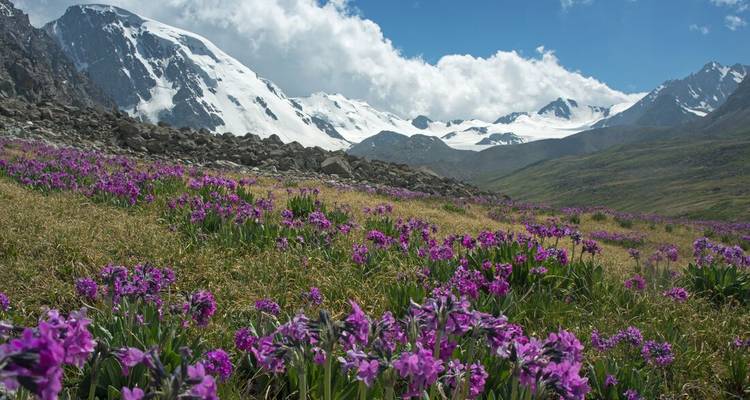 Champ de fleurs violettes avec des montagnes enneigées en arrière-plan.