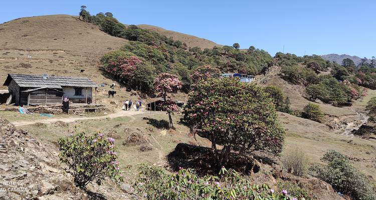 Paysage avec maisons dispersées et collines avec arbres en fleurs.