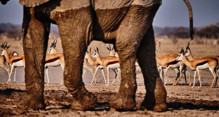 Namibia al Descubierto: Un viaje de 10 días por el desierto y el safar - T.S TOURS 6