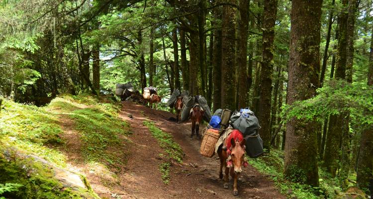 Jomolhari Round Trek - World Tour Plan 8