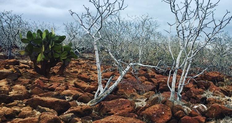 5-Day Galapagos Expedition - Rebecca Adventure Travel 4