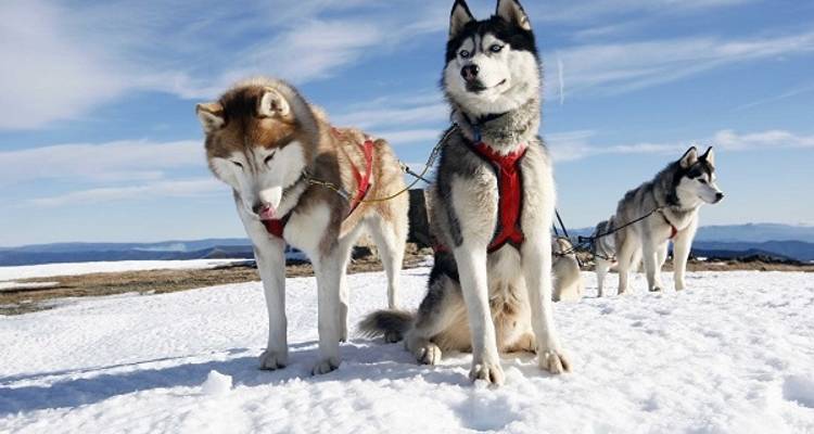 Laponie - 10 jours d'aventure au pays des merveilles de l'hiver - Nordic Unique Travels 1