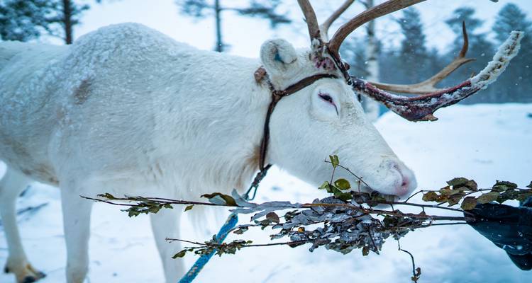 Laponie - 10 jours d'aventure au pays des merveilles de l'hiver - Nordic Unique Travels 10