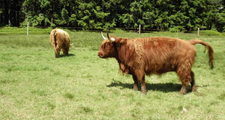 Hochlandrinder grasen auf einer Weide.