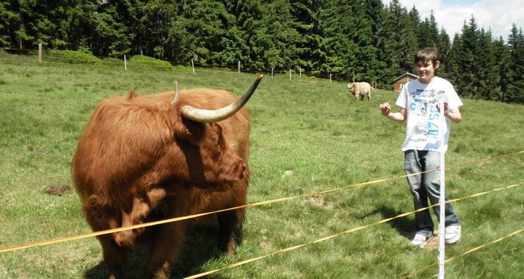 Person mit einem Hochlandrind auf einem Feld.