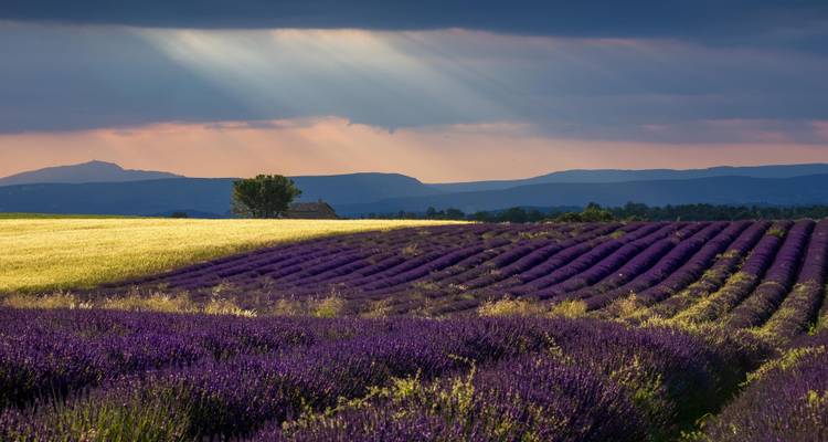 Champ de lavande avec la lumière du soleil qui perce à travers les nuages.