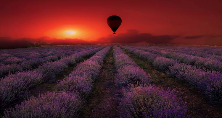 Montgolfière au-dessus d'un champ de lavande au coucher du soleil.