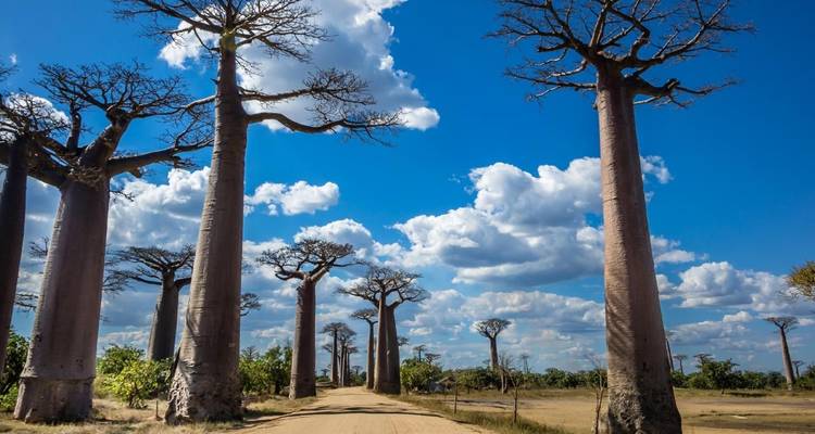 Découverte et splendeur de Madagascar - Green Island Discovery 4