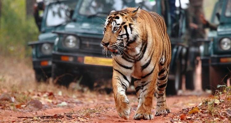 Circuit royal au Rajasthan avec tigre - Ranthambore - World Travel Experiences 1
