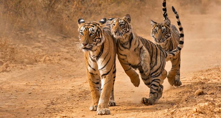 Grupo de tigres caminando por un sendero polvoriento.