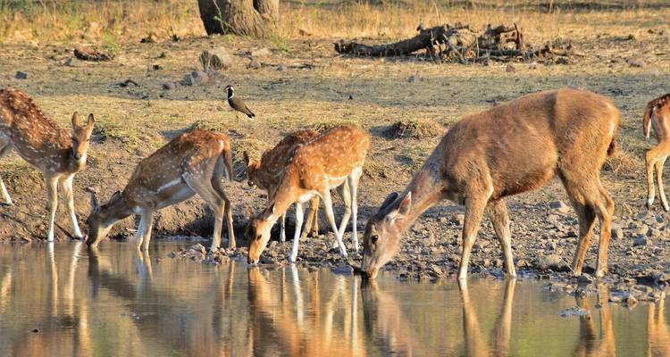Circuit royal au Rajasthan avec tigre - Ranthambore - World Travel Experiences 2
