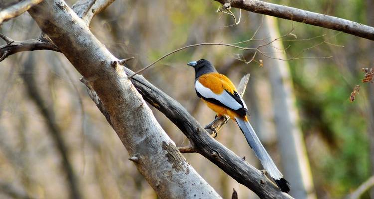 Circuit royal au Rajasthan avec tigre - Ranthambore - World Travel Experiences 3