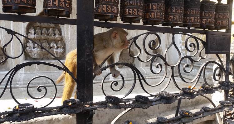 Un mono rhesus sube trepando sobre ruedas de oración ornamentadas dentro de un templo budista.