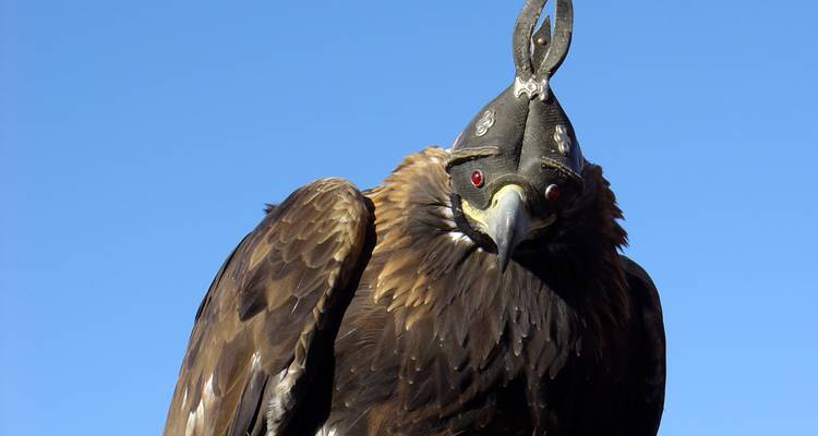 Festival de l'aigle royal - Tour Mongolia 8