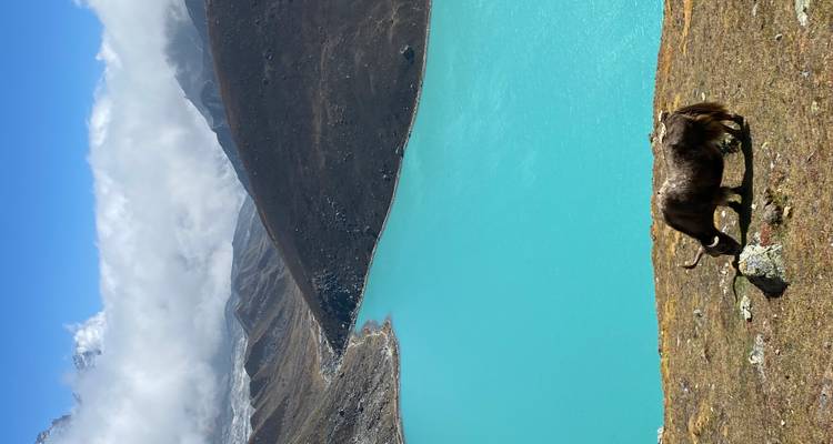 Yak pastando en una ladera herbosa sobre un lago alpino turquesa vívido enmarcado por montañas rocosas oscuras y cielo azul.