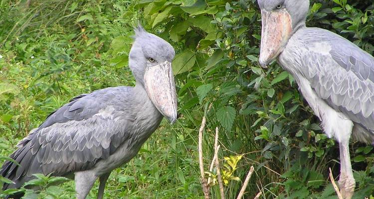 Twee Schoenbekooievaars die tussen weelderig groen staan.