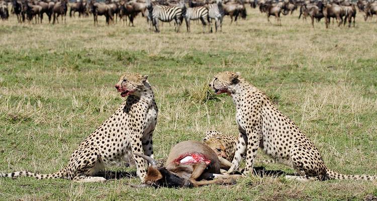 Twee cheeta's die zich voeden met prooi met zebra's op de achtergrond.