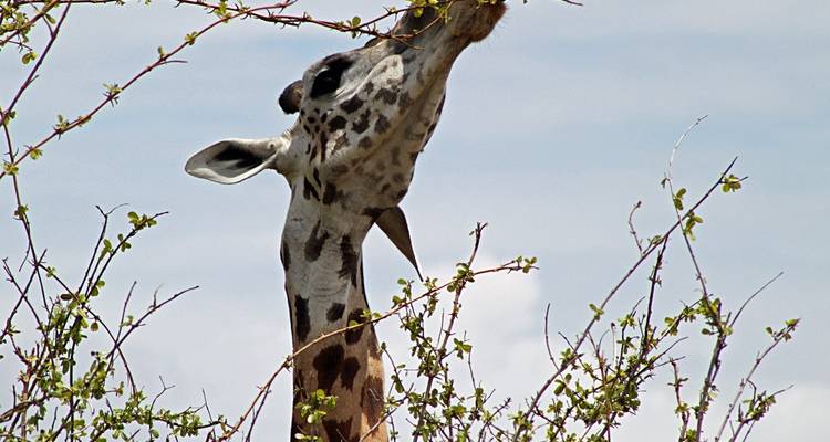 Giraffe die bladeren eet van een hoge boom.