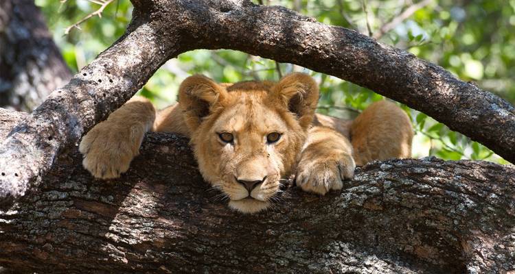 Lion resting on a tree branch with lush greenery in the background.