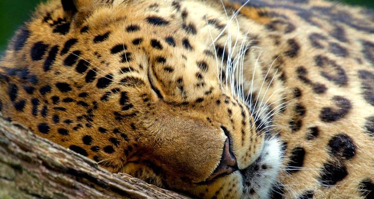 Close-up of a leopard sleeping on a tree branch.