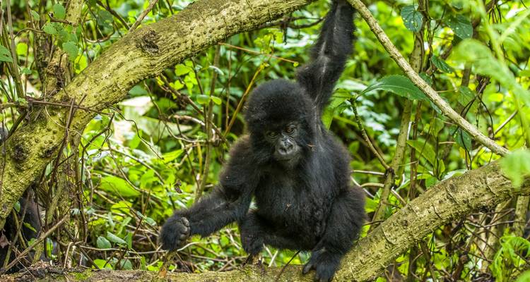 Young gorilla swinging on a tree branch in a lush forest.