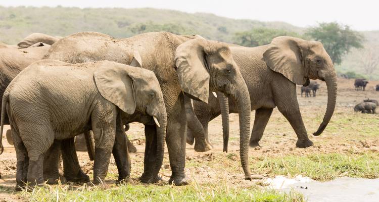 Group of elephants standing near a watering hole.