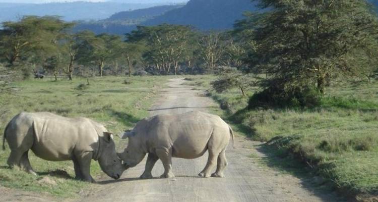 Safaris en 4x4 et à pied pour les Big 5. Circuit de 4 jours - Little Roz Tours 10