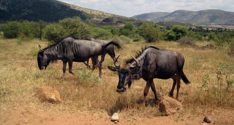 Safaris en 4x4 et à pied pour les Big 5. Circuit de 4 jours - Little Roz Tours 1