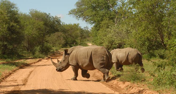 Safaris en 4x4 et à pied pour les Big 5. Circuit de 4 jours - Little Roz Tours 8