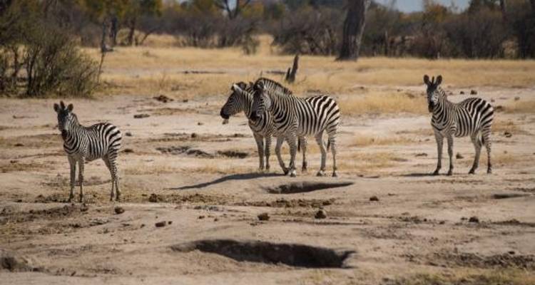 Escapada de 4 días a Hwange y las cataratas Victoria - Little Roz Tours 4