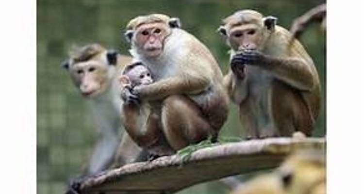 Escapada de 4 días a Hwange y las cataratas Victoria - Little Roz Tours 10