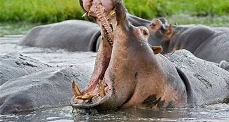 Escapada de 4 días a Hwange y las cataratas Victoria - Little Roz Tours 6
