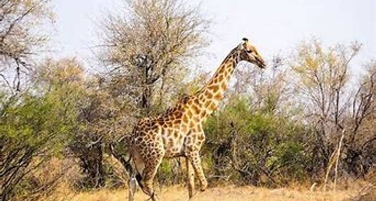 4 jours d'aventure aux chutes Victoria et de safari à Hwange - Little Roz Tours 9