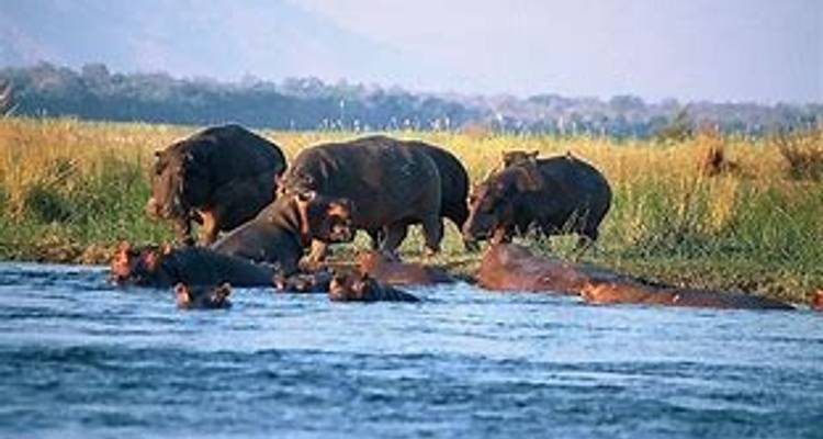 4 jours d'aventure aux chutes Victoria et de safari à Hwange - Little Roz Tours 5